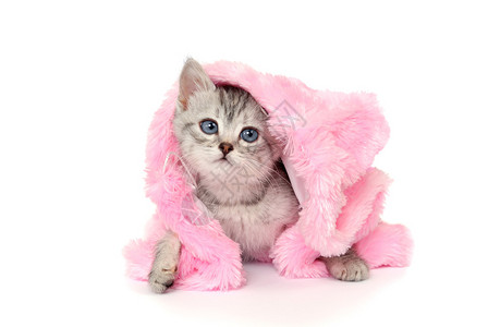 粉色猫娘jpg格式-粉色猫娘jpg图片-粉色猫娘jpg下载-摄图网