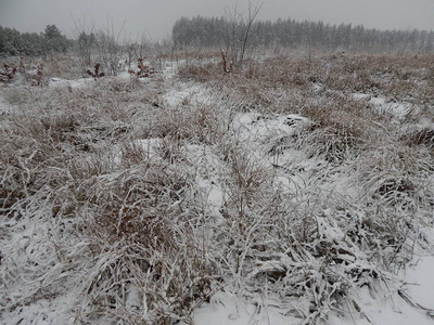 冬季雪树木和冻图片