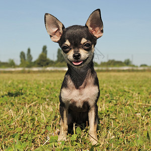 一只可爱的纯种小狗吉娃的肖像图片