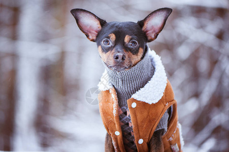 一只穿毛衣的狗和一条冬季森林的羊皮大衣图片
