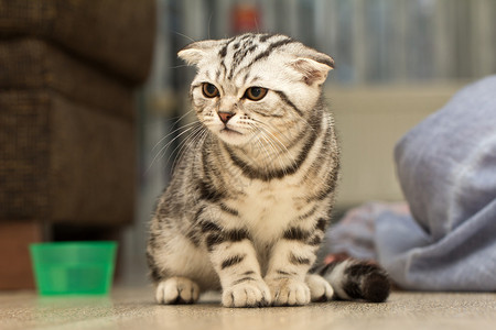 老虎和猫英国短毛猫背景