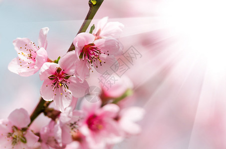 春天的桃花近景图片