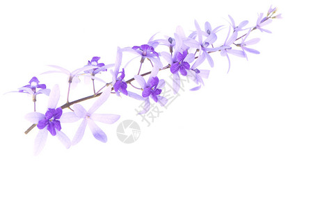 紫葡萄花砂纸藤或紫壁PetreavolubilisLinn背景图片