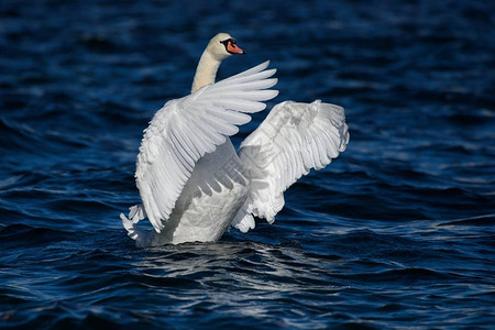 白色的海水图片