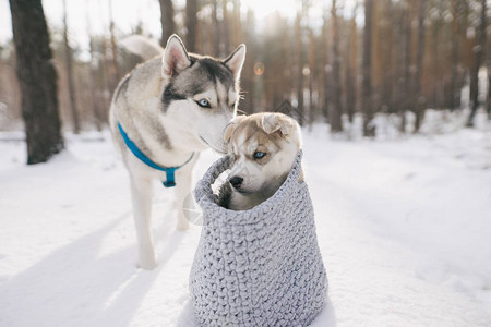 冬天森林里的两只可爱的哈士奇狗图片