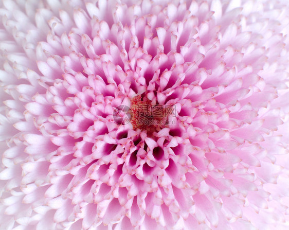 粉色花朵宏观背景粉色花朵中图片
