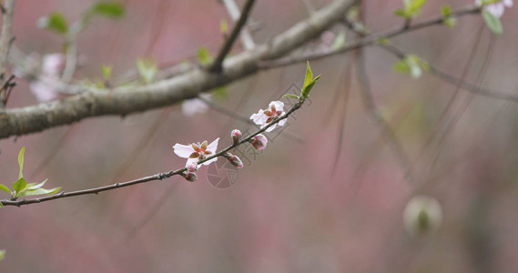 树上的梅花特写图片