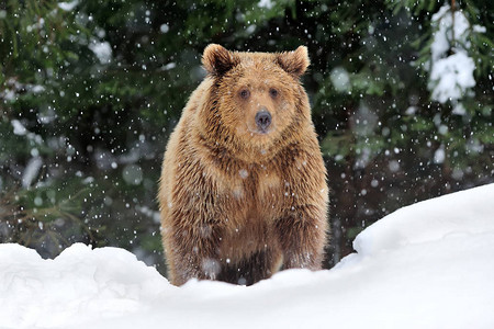 冬季森林中的野生棕熊图片