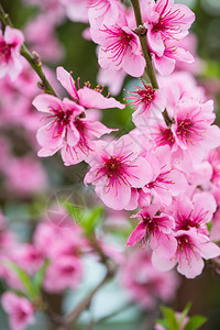 粉色鲜花特写图片