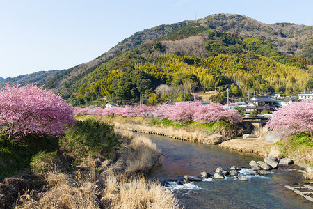 山间河流两岸的樱花树图片