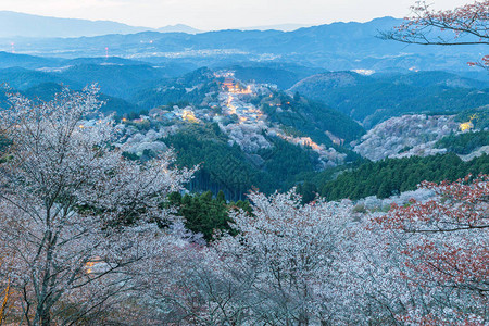 山间的樱花林图片