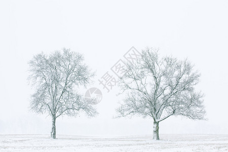 美国密歇根州乡村景观中黑白雪地的冬季景观成图片