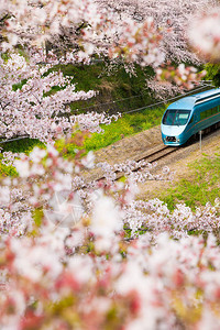 樱花树中穿梭的电车图片