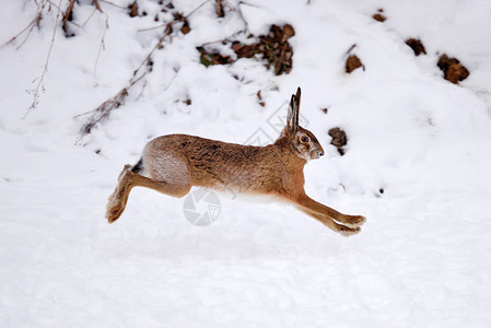 欧洲野兔LepusEuropaeus在雪覆盖图片