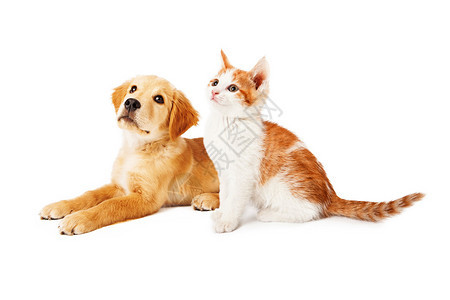 一只可爱的橙白相间的六只小猫和一只金毛小狗坐在一起图片