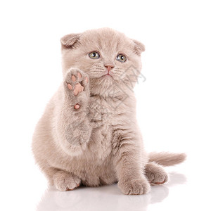 苏格兰小猫的肖像在白色的顽皮猫苏格兰图片