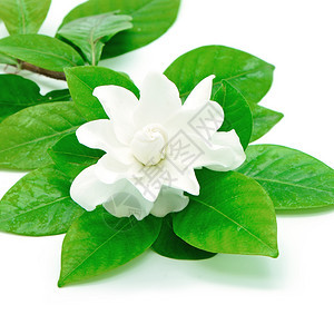 白花或Jasmine角GardeniaJasminoides图片
