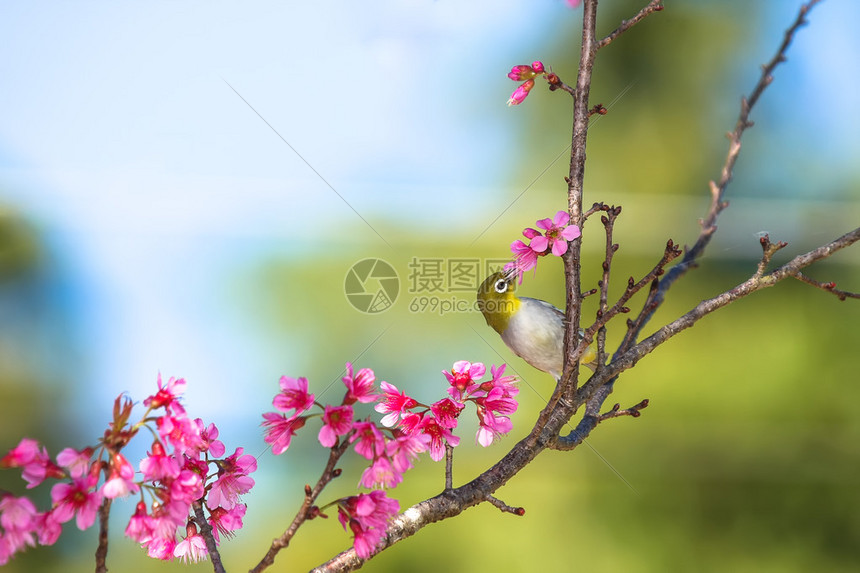 板栗侧白眼和樱花图片