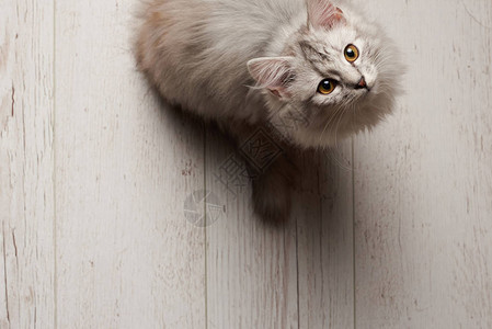 灰色小猫坐在顶视图上方的白色木地板上图片