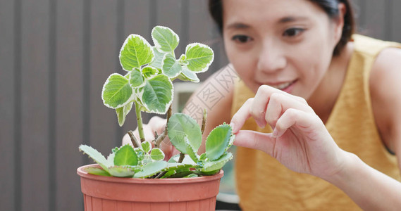 在花盆里浇水的女人背景图片