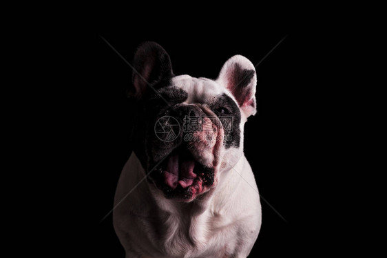 发怒或发狂的法国斗牛犬看起来像它是尖叫在图片