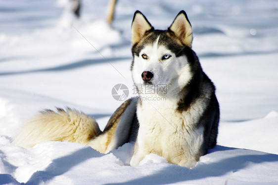 冬季背景中的楚科奇哈士奇犬图片