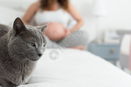 与背景中的孕妇近距离接触猫图片