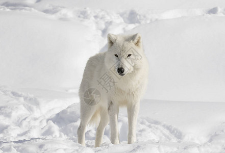 加拿大冬季雪中散步的北极野狼Canislupusa背景图片