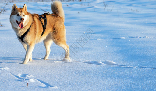 阳光明媚的冬天雪中图片