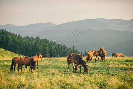 早晨在喀尔巴阡山的野马图片