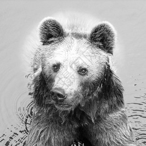 北極熊水中的黑白熊背景