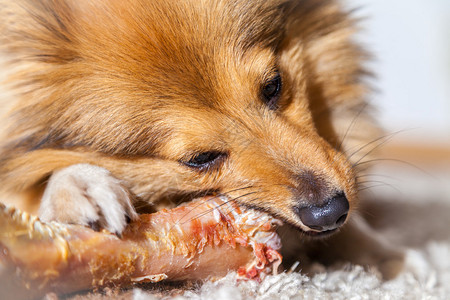 设得兰牧羊犬咀嚼猪骨图片