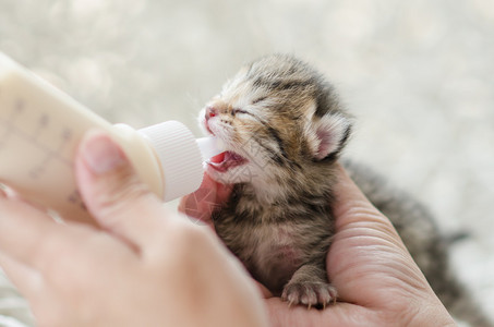 用代乳品喂养小虎斑猫图片