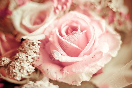 美丽的粉红色玫瑰背景图片
