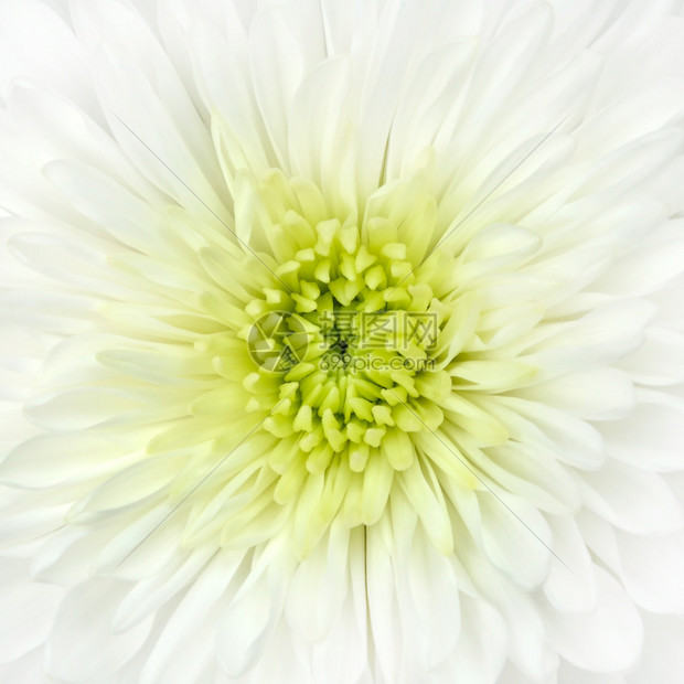 白菊花头特写背景细节图片