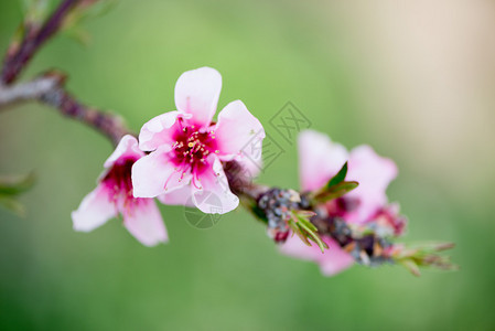 三月的桃花背景图片