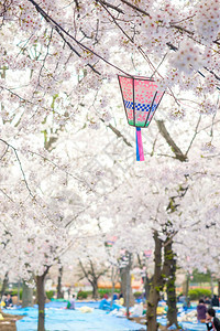 美丽的樱花日本盛开的樱花图片