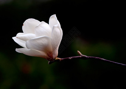 从木兰树上画出一朵花的图片