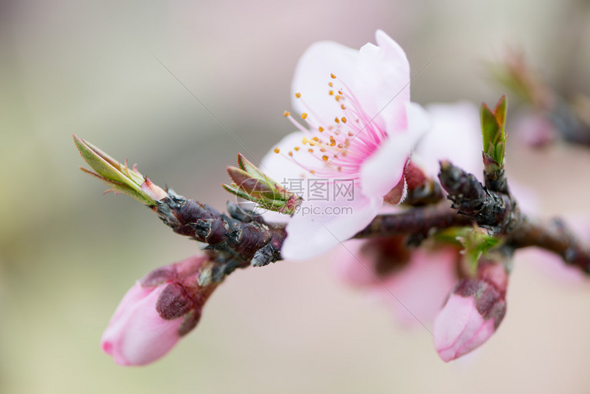 三月的桃花图片