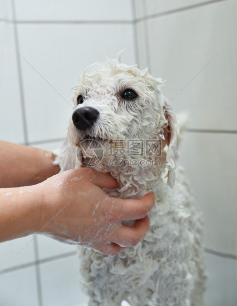 浴室淋浴间的白色贵宾犬图片