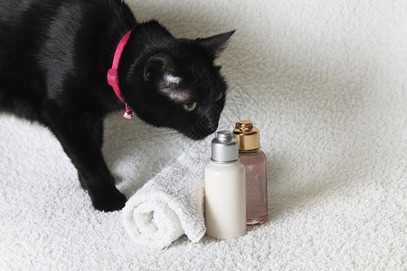 黑猫和隔绝的洗发水瓶在温泉里装图片