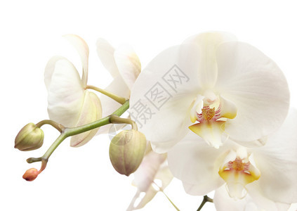 白色上的兰花蝴蝶兰图片