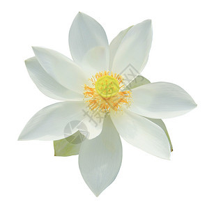 白莲花在白色背景上图片