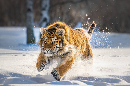 美丽的西伯利亚老虎在雪中奔跑图片