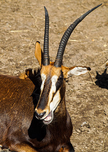 来自非洲的稀有卫星羚羊图片