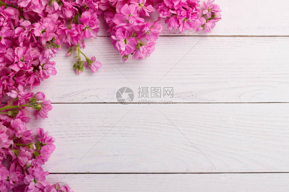 白色木质背景上的芬芳粉红色股票花matthiola图片