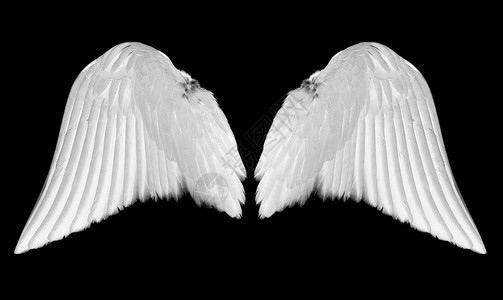 翅膀天使羽翼高清图片天使翼翅膀组高清图片鸟的翅膀天使高清图片鸟