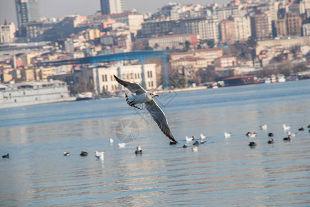 土耳其伊斯坦布尔的海鸥图片