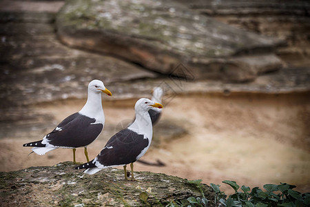 非洲南部海岸线海鸥充满希望和自然公园保图片