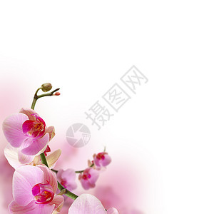 兰花美丽的花卉边框图片